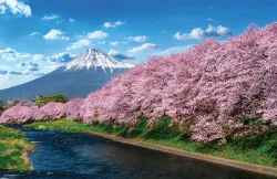Rekomendasi 4 Spot Foto Bunga Sakura Berlatar Gunung Fuji