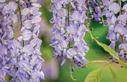 Yuk, Kenalan dengan Wisteria, Bunga Berwarna Ungu dari Jepang!