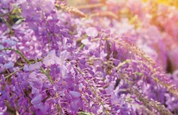 Tidak Kalah Indah, Ini 8 Tempat Menikmati Bunga Wisteria di Jepang