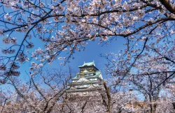 4 Lokasi Terbaik untuk Menikmati Keindahan Sakura di Fukuoka