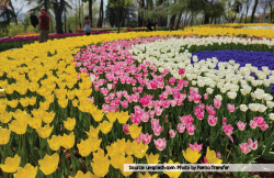 Bunga Tulip di Negara Lain