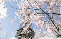 Bunga Sakura di Eropa, Memangnya Ada?